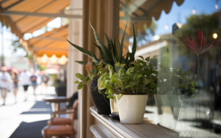 vitrine-salon-coiffure-plantes-trottoir